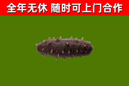 潮南区回收海参干